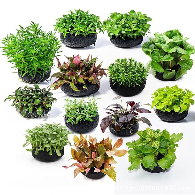 2-Pack Aquarium Plant Substrate Cups – Aquatic Root Base Aquarium Plant Cup SPOT