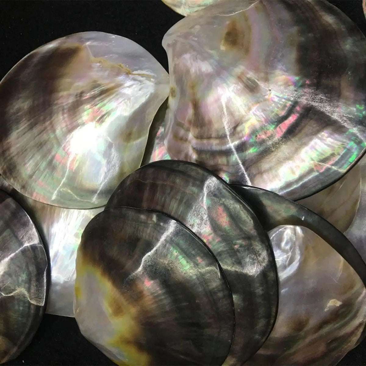 Premium Natural Seashells – Beach Decor, DIY Crafts & Gifts Natural Shell Decor SPOT
