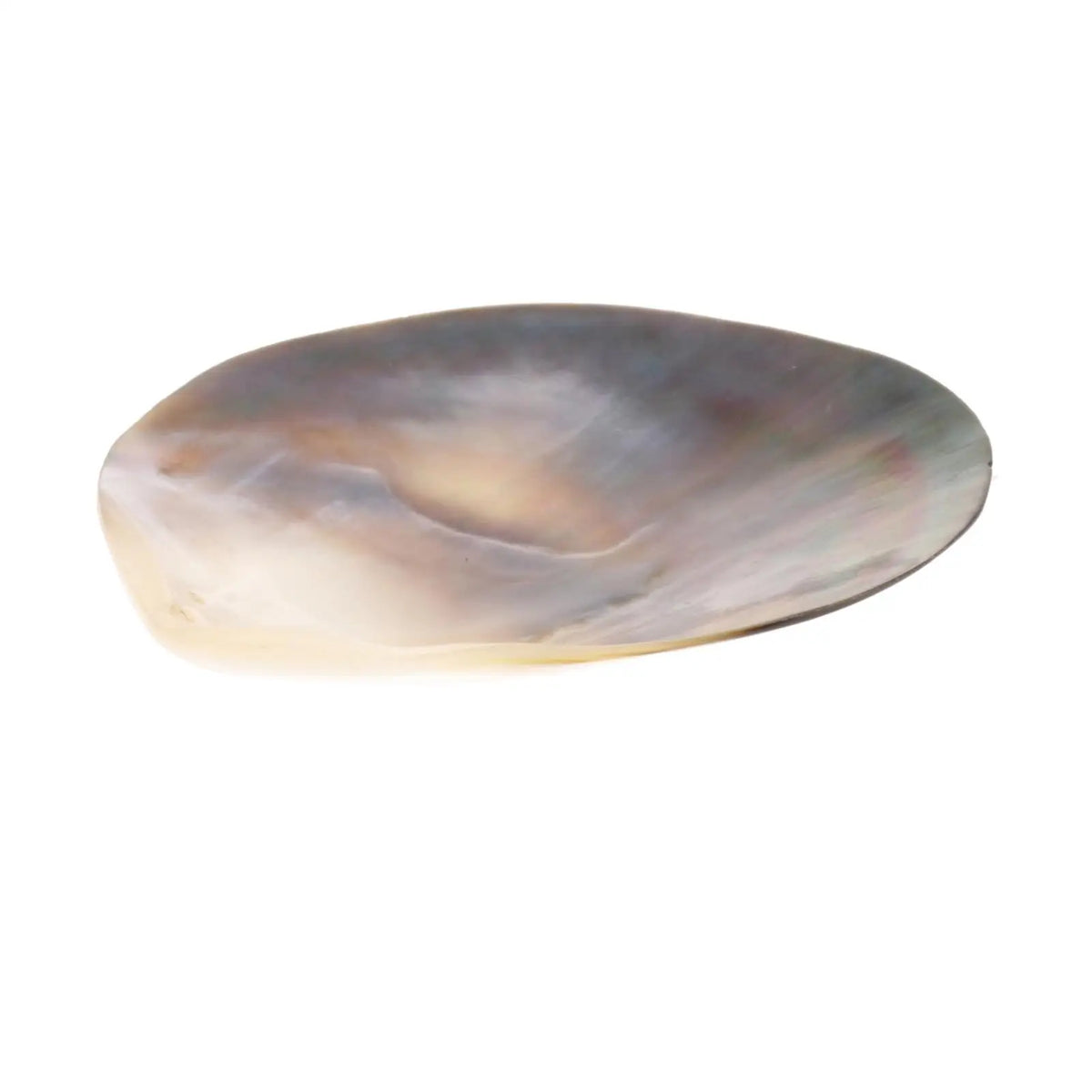Premium Natural Seashells – Beach Decor, DIY Crafts & Gifts Natural Shell Decor SPOT