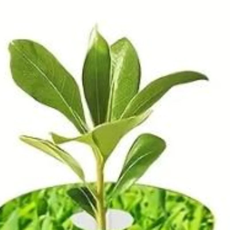 67-Piece Seed Pod Kit – Universal Hydroponics Grow Pods Hydroponic Seed Pod Kit SPOT