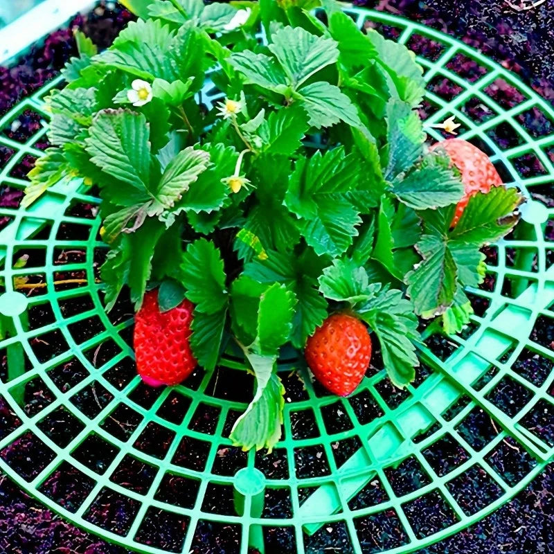 Green PVC Strawberry Support Cage 3-Legged Plant Protector 6/12pk Plant Support Cage SPOT