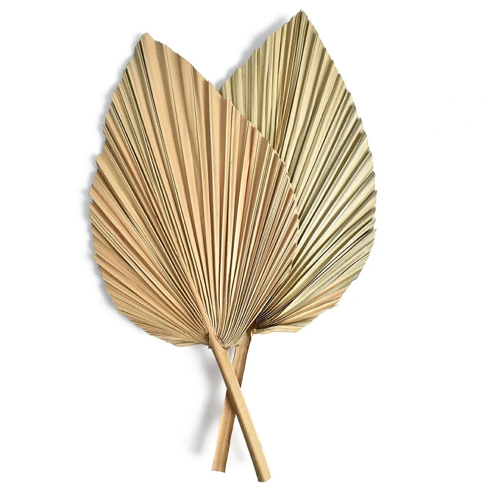 2-Pack Dried Palm Fan Leaves – DIY Wedding & Home Decor Dried Botanical Decor SPOT 2pcs