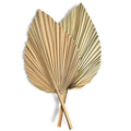 2-Pack Dried Palm Fan Leaves – DIY Wedding & Home Decor Dried Botanical Decor SPOT 2pcs
