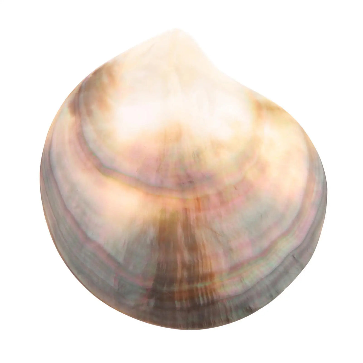 Premium Natural Seashells – Beach Decor, DIY Crafts & Gifts Natural Shell Decor SPOT