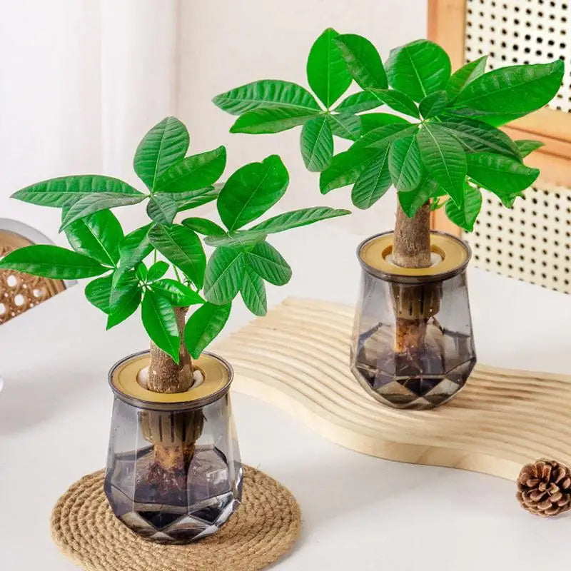 Mini Self-Watering Planter Pot – Transparent Fish Tank Vase Self-Watering Planter SPOT