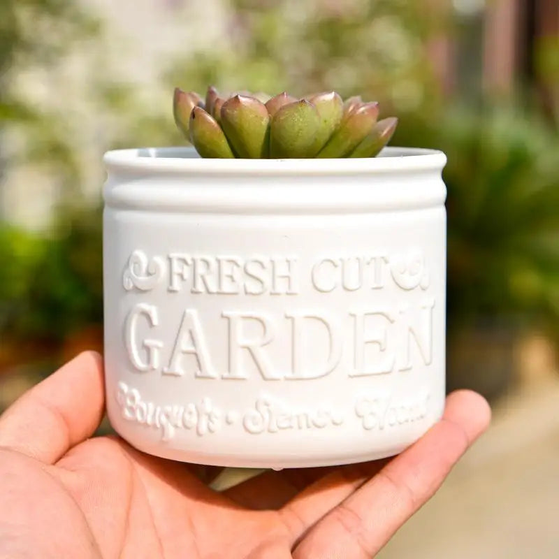 Mini Round Succulent Planter Pot – Desktop & Balcony Decor Succulent Planter Pot SPOT