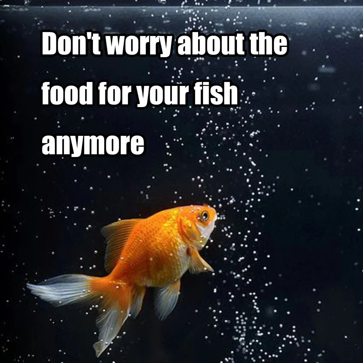 Automatic Digital Fish Feeder – 100ml Programmable Timer Automatic Fish Feeder SPOT