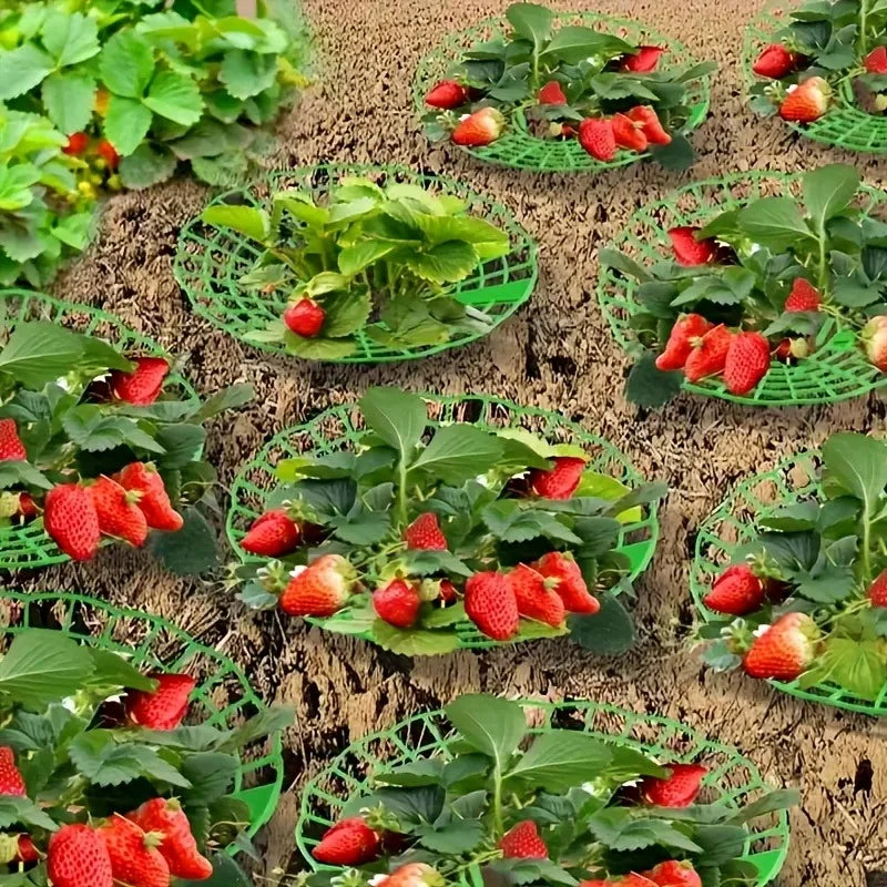 10-Pack Strawberry Plant Support Racks – 3-Legged Fruit Stands Plant Support Stands SPOT