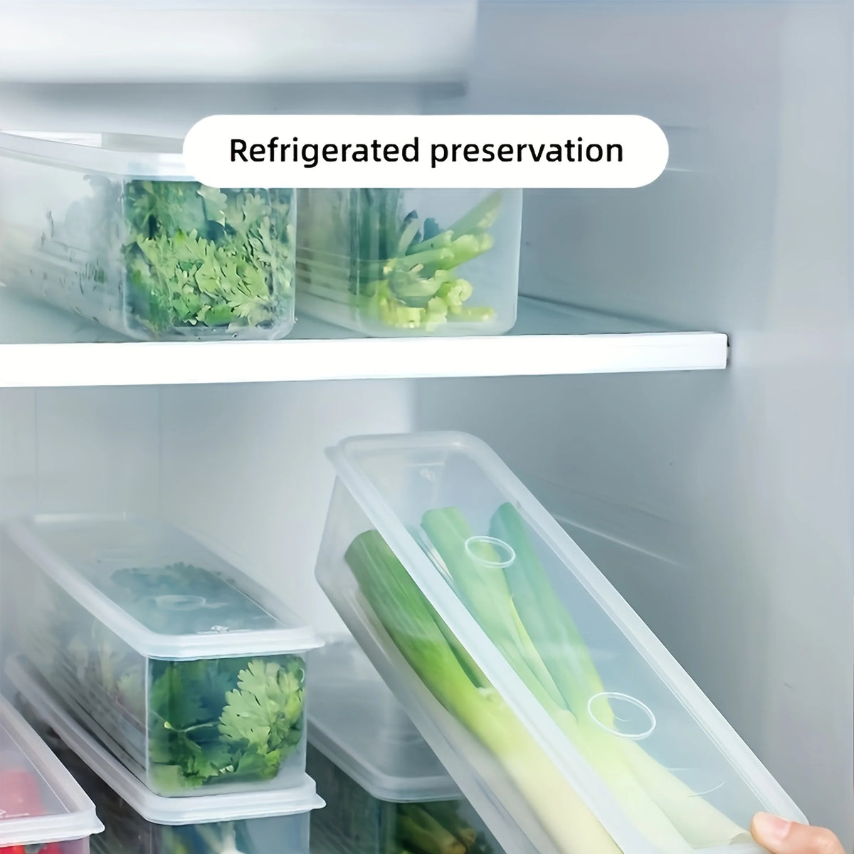 Rectangular Fridge Food Storage Containers for Herbs & Veggies Food Storage Containers SPOT