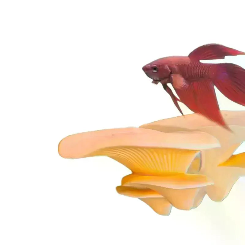 Mushroom Hammock Betta Fish Resting Pad – PLA Aquarium Decor Aquarium Decor SPOT