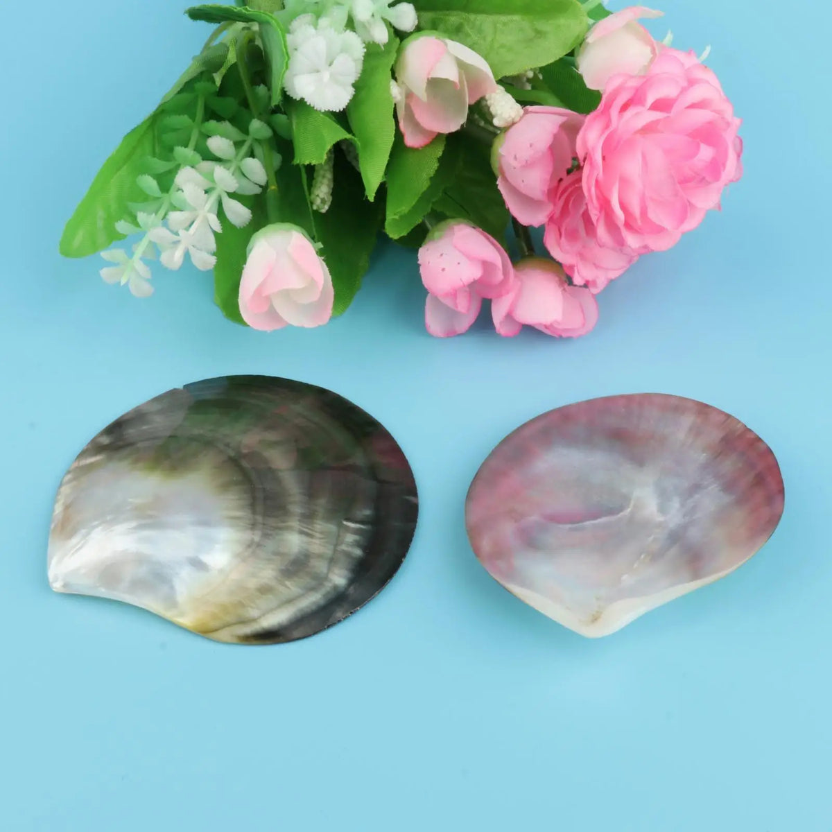 Premium Natural Seashells – Beach Decor, DIY Crafts & Gifts Natural Shell Decor SPOT