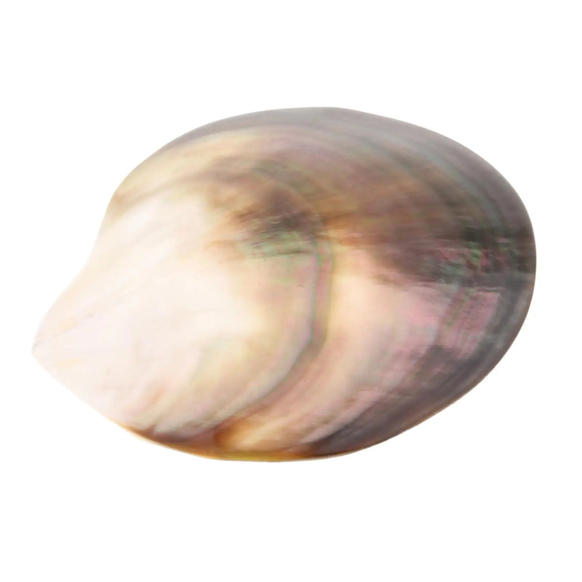 Premium Natural Seashells – Beach Decor, DIY Crafts & Gifts Natural Shell Decor SPOT S