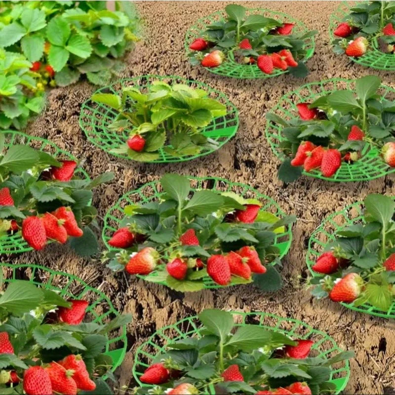 Strawberry Plant Support Stands – Anti-Rot Fruit Holder 6/12 Pack Plant Support Stand SPOT