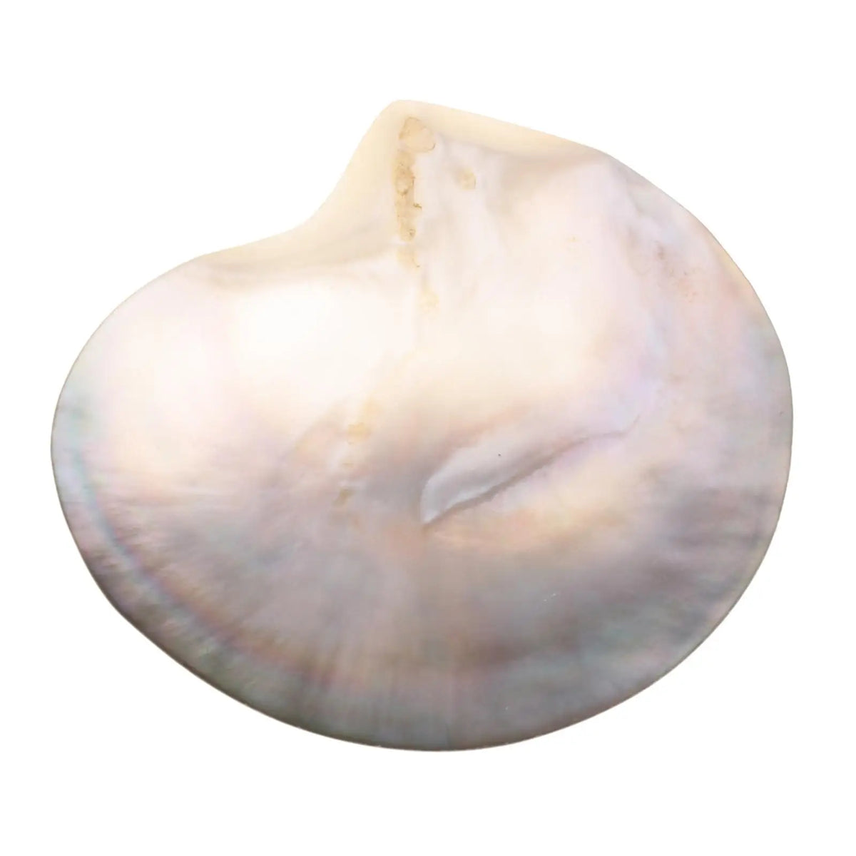 Premium Natural Seashells – Beach Decor, DIY Crafts & Gifts Natural Shell Decor SPOT
